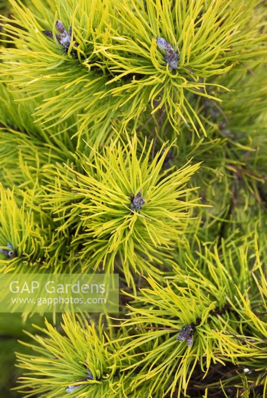 Pinus contorta 'Chief Joseph' - Feuillage de pin tordu à l'automne