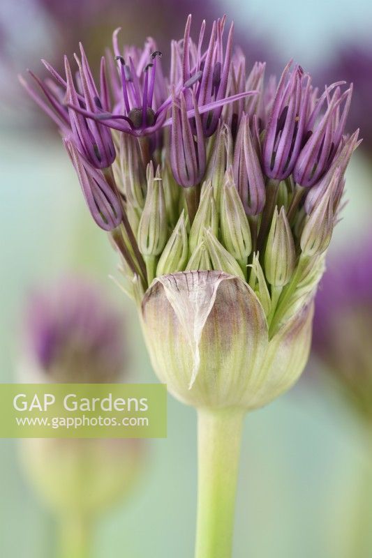 Allium 'Purple Rain' Oignon d'ornement Bourgeon d'ouverture Mai