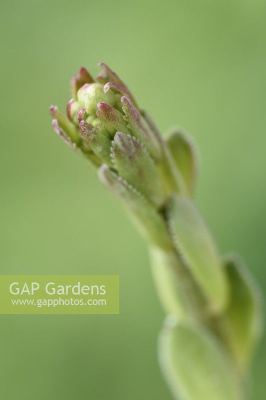 Saxifraga 'Canis-dalmatica' x gaudinii Saxifrage Ligulatae Tige florale commençant à pousser Mai
