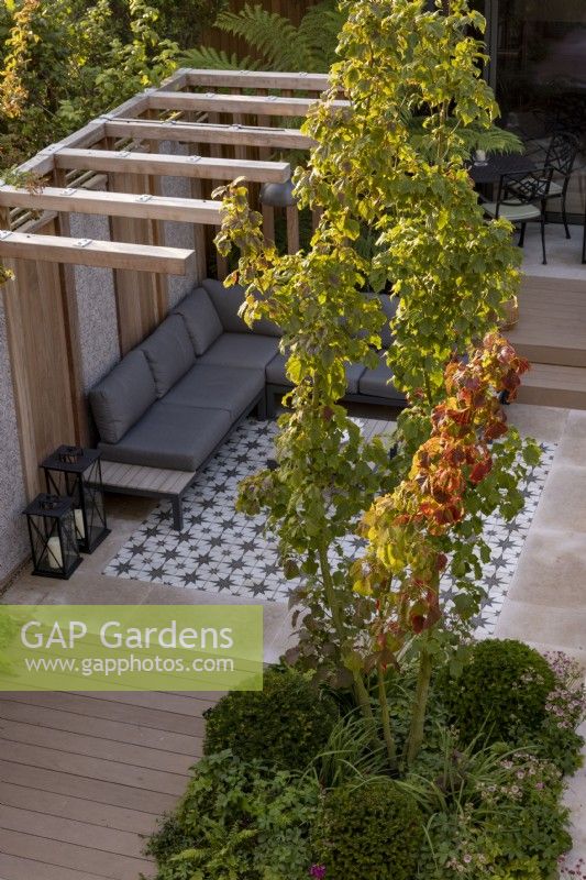 Vue élevée du jardin de banlieue contemporain avec pergola et coin salon avec terrasse Acer rufinerve en premier plan