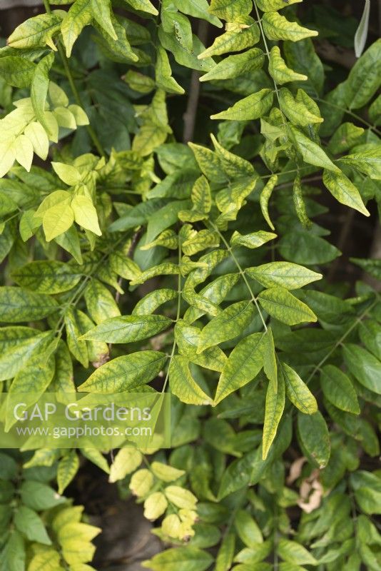 Carence en magnésium apparaissant sur les feuilles de glycine - juillet