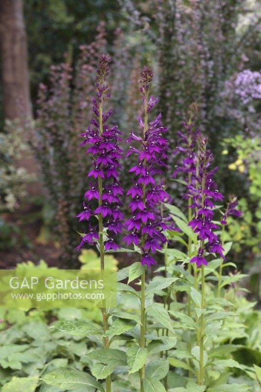 Lobelia 'Hadspen Purple' poussant en parterre de fleurs - Août