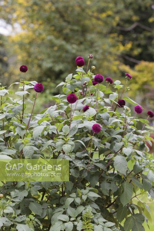 Dahlia 'Rocco' - Septembre