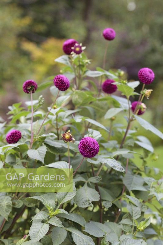 Dahlia 'Rocco' - Septembre