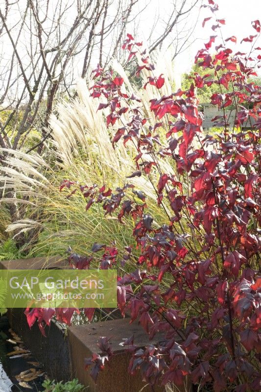 Corylus maxima et Stipa tenuissima.