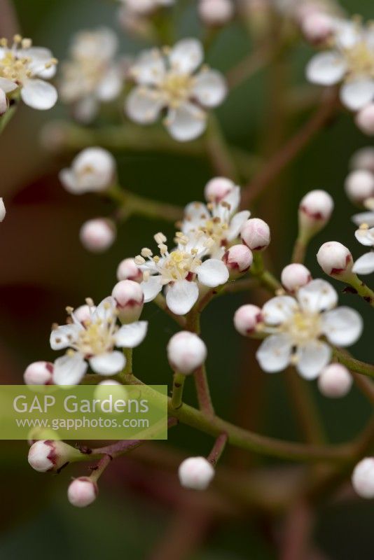 Petites fleurs blanches de Photinia x fraseri 'Red Robin' qui s'ouvrent au milieu du printemps.