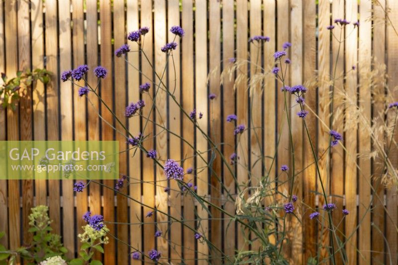 Verbena bonariensis à côté d'une clôture à lattes en bois contemporaine