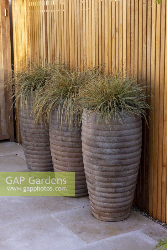 Carex 'Everest' dans de grands pots à côté d'une clôture en bois à lattes