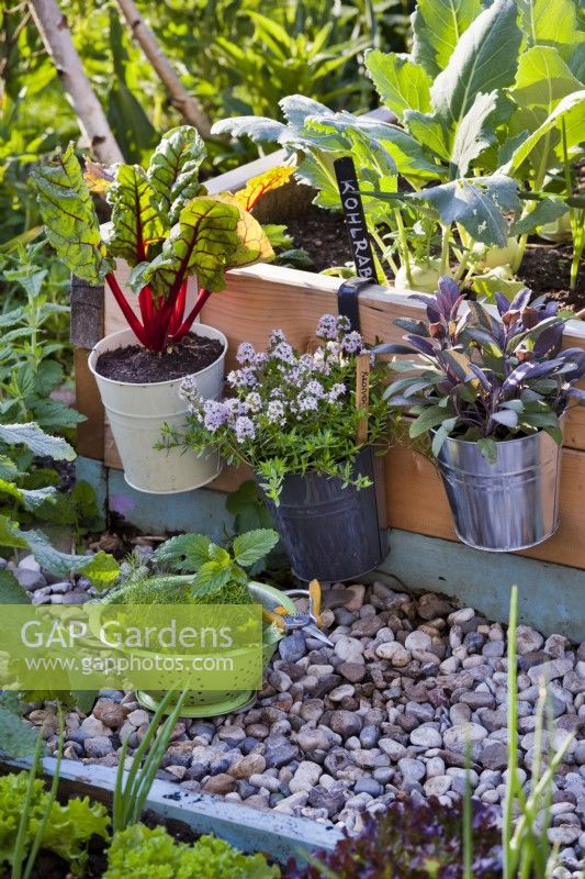 Herbes et légumes cultivés dans des pots suspendus au bord du parterre surélevé - bette à carde, sarriette et sauge violette.