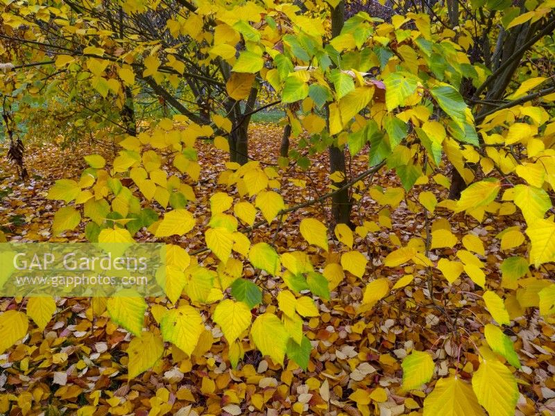 Acer davidii grosseri arbres et feuilles tombées en novembre
