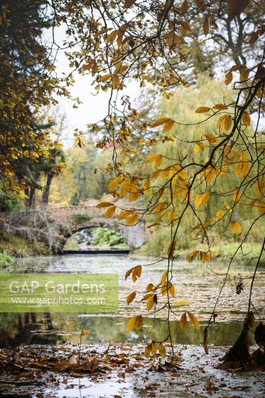 Les feuilles d'automne qui pèsent sur la rivière à Minterne Gardens dans le Dorset en novembre
