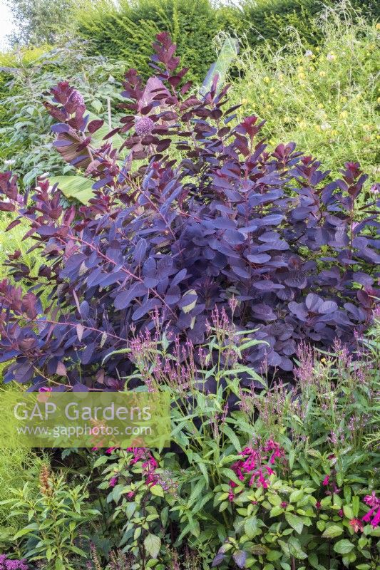 Cotinus coggygria 'Royal Purple' en fin d'été parterre de Verveine et Salvias