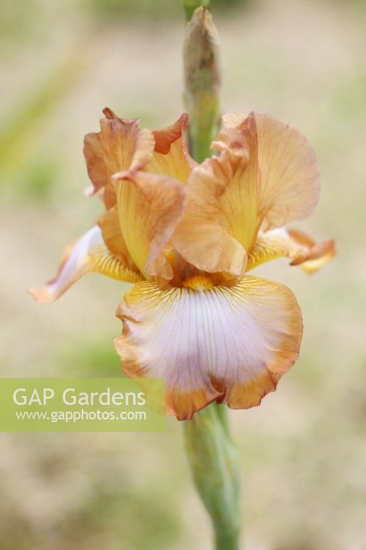 Iris 'Gingembre Tourbillon'