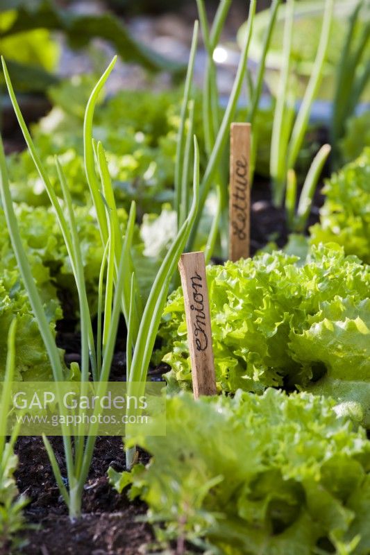 Étiquettes de plantes écrites à la main pour l'oignon et la laitue à côté des plantes en croissance.