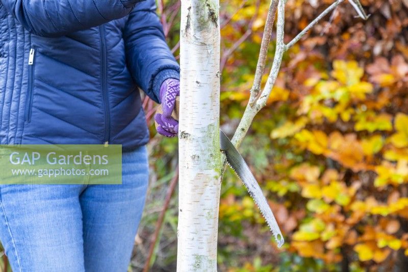 Femme coupant des branches sur un bouleau