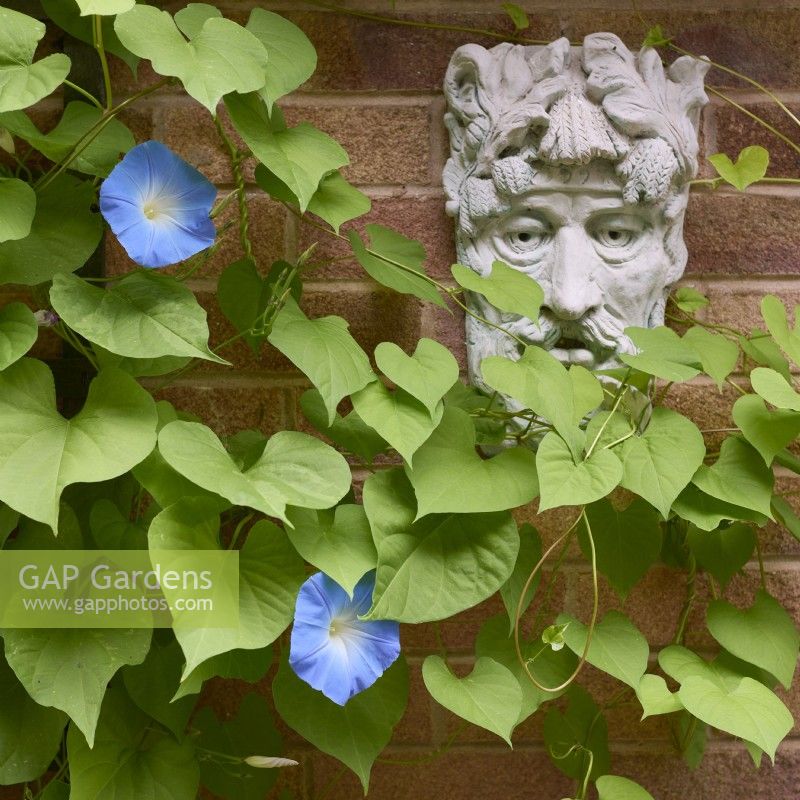 Ipomoea tricolor 'Heavenly Blue' avec plaque Green Man