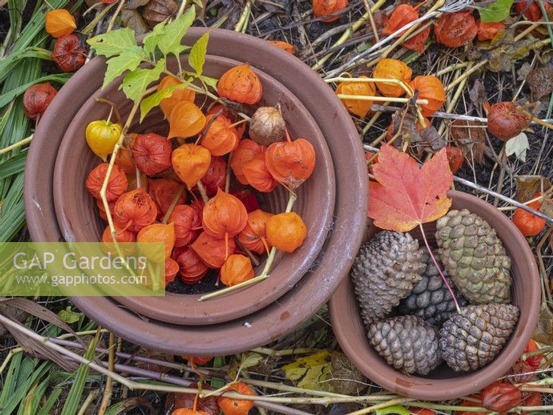 Physalis alkekengi - Lanterne chinoise dans des pots en terre cuite avec des pommes de sapin Mi-novembre