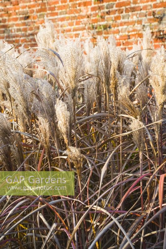 Miscanthus sinensis - syn. eulalie - 'Malepartus' - octobre.