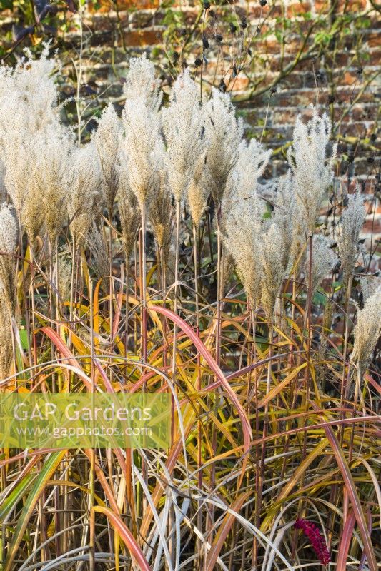 Miscanthus sinensis - syn. eulalie - 'Malepartus' - octobre.