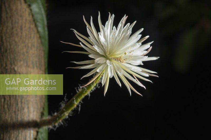 Selenicereus wittii (fleur de lune amazonienne) syn. Strophocactus wittii