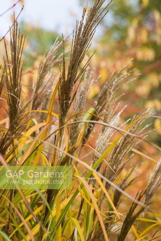 Miscanthus sinensis - syn. eulalie - 'Ondine' - novembre.