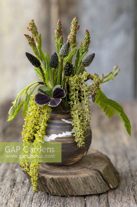 Sorrel Rumex, Plantain Plantago, Clover Trifolium et Aulne dans un petit vase en céramique.