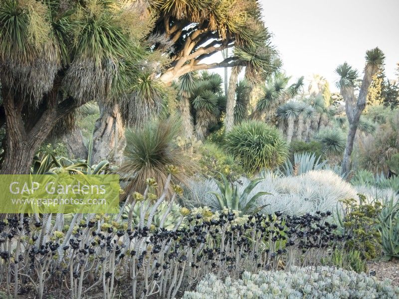 Un assortiment de cactus et de succulentes au coucher du soleil dans le jardin du désert, les jardins botaniques de Huntington
