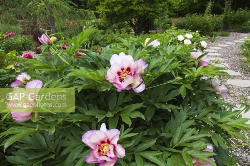 Paeonia 'Callie's Memory' - Arbuste de pivoine hybride Itoh dans le jardin - Mai