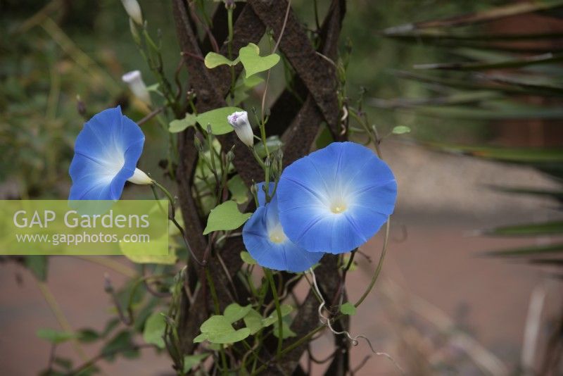 Ipomoea tricolor 'Heavenly Blue' - Morning Glory - Septembre