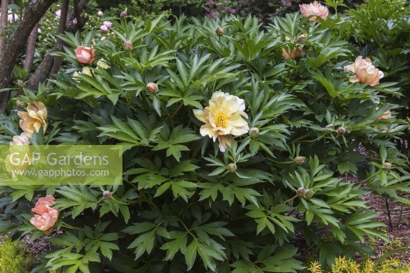 Paeonia 'Singing in the Rain' - Arbuste de pivoine hybride Itoh - Mai