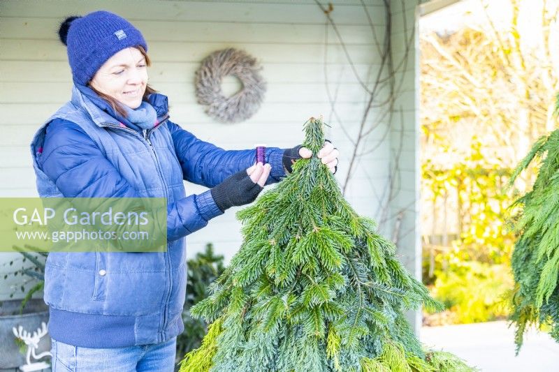 Femme utilisant du fil pour attacher des branches de conifères autour du pot de fleurs