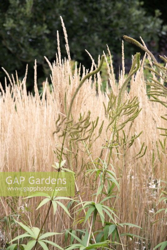 Calamagrostis x acutiflora 'Karl Foerster' - Feather Reed Grass et Veronicastrum virginicum 'Fascination' têtes de graines