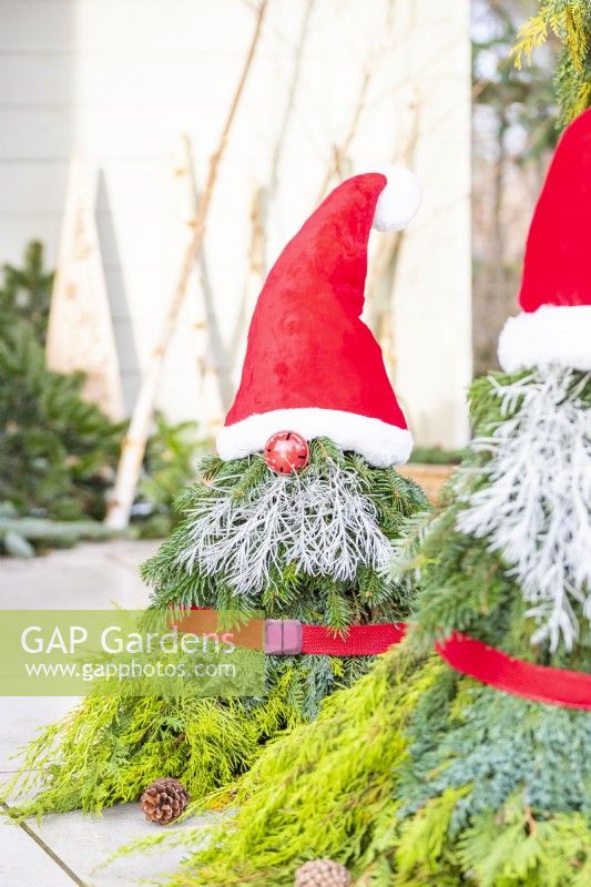 Pères Noël à feuilles persistantes dans le jardin