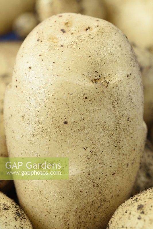 Solanum tuberosum 'Sharpe's Express' Première pomme de terre primeur cultivée en pot de compost Juin