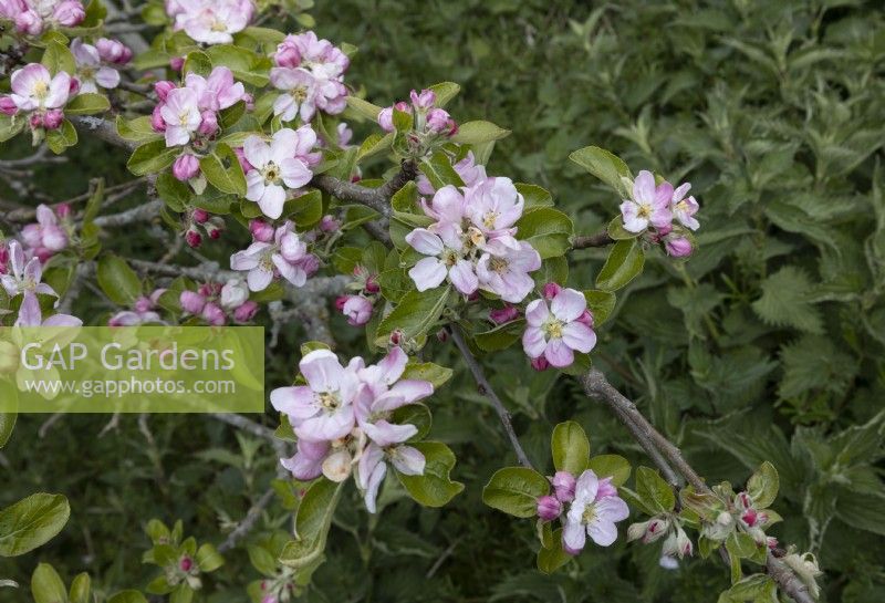 Malus, Apple Blossom sur Apple 'James Grieve', fin du printemps