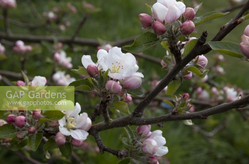 Malus, Apple Blossom, Apple 'James Grieve', fin de printemps