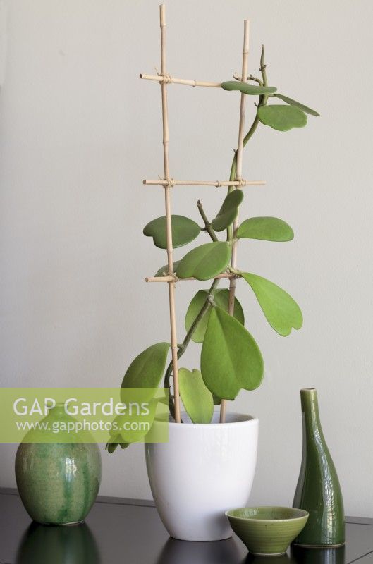 Hoya kerrii formé sur un support fabriqué à partir de cannes de bambou cultivées à la maison - Sweetheart Plant ou Valentine Hoya