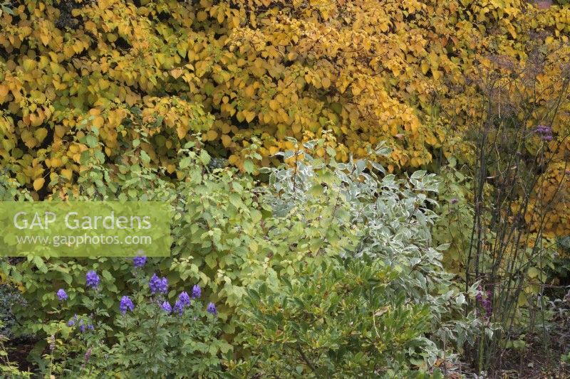 Parterre de jardin d'automne avec Aconitum carmichaelii 'Arendsii', Cornus 'Midwinter Fire', Cornus Alba 'Elegantissima' et Hydrangea anomala subsp petiolaris - Octobre