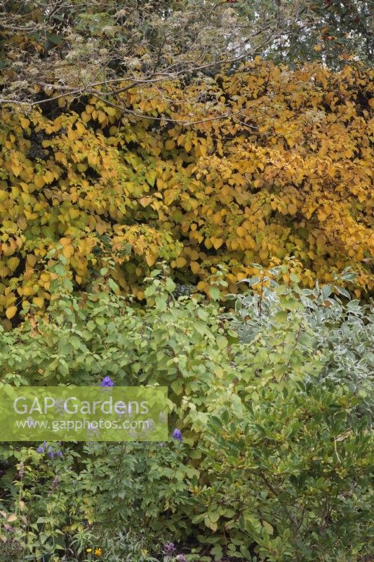 Parterre de jardin d'automne avec Aconitum carmichaelii 'Arendsii', Cornus 'Midwinter Fire', Cornus Alba 'Elegantissima' et Hydrangea anomala subsp petiolaris - Octobre