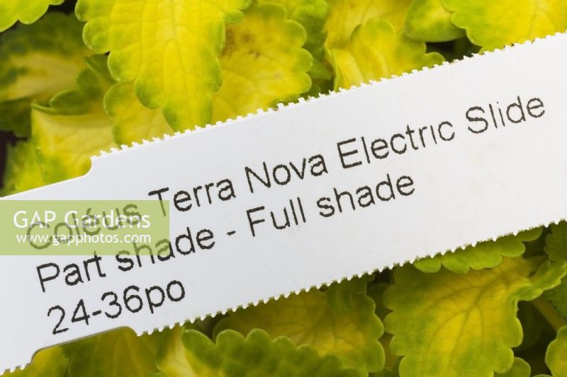 Solenostemon - Plaque à plantes Coleus 'Terra Nova Electric Slide' - Juin