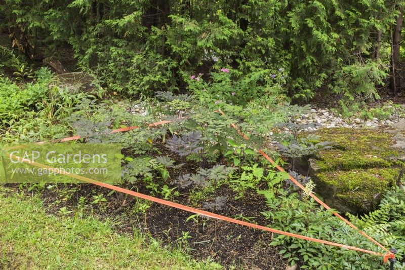 Parterre de plantes fragiles protégées avec du ruban orange dans le jardin, Centre-de-la-Nature, Laval, Québec, Canada - juin