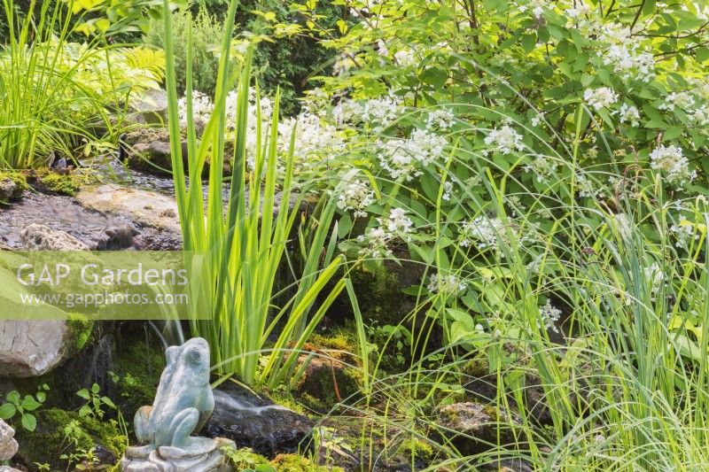 Cascade bordée d'Iris pseudacorus - Drapeau jaune, Hydrangea paniculata 'Pink Diamond', Eleocharis palustris - Spike Rush et sculpture de grenouille dans le jardin de la cour en été, Québec, Canada - juillet
