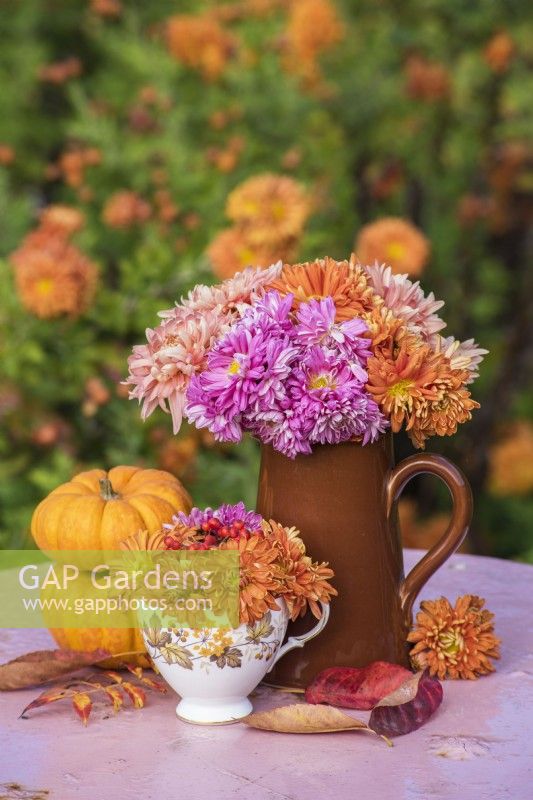Chrysanthèmes affichés dans un pot en poterie et une tasse de thé sur une table avec des courges miniatures