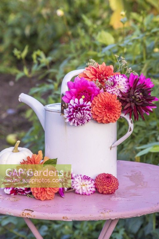 Dahlias roses et oranges affichés avec un arrosoir en émail blanc sur une table