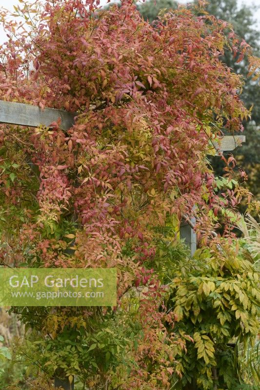 Feuillage d'automne de Jasminum officinale - jasmin commun - poussant sur une pergola en bois