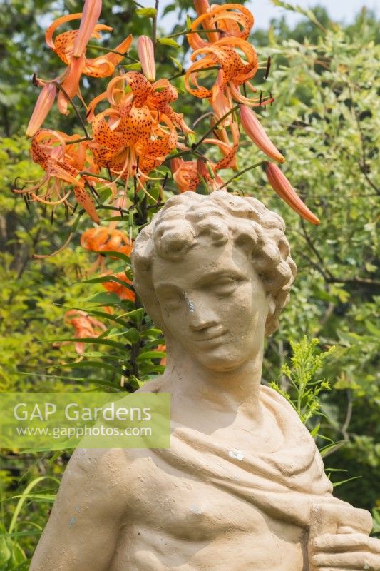 Statue de style gréco-romain et Lilium lancifolium - Tiger Lily dans le jardin en été, Québec, Canada - juillet