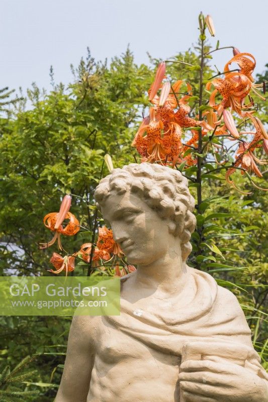 Statue de style gréco-romain et Lilium lancifolium - Tiger Lily dans le jardin en été, Québec, Canada - juillet