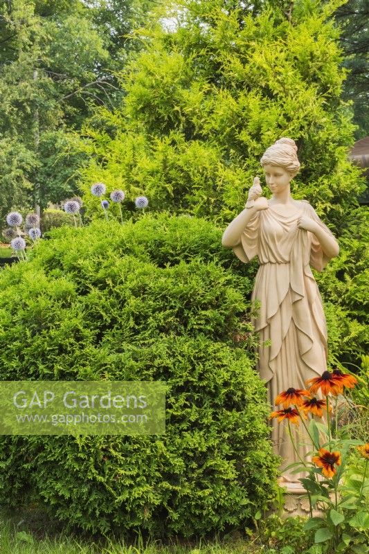 Thuja occidentalis 'Little Giant' - Cèdre, Rudbeckia 'Rising Sun Chestnut Gold' - Coneflowers, Echinops ritro 'Blue Globe' - Globe Thistle en parterre de fleurs avec sculpture de jeune femme dans le jardin de devant en été, Québec, Canada - Juillet