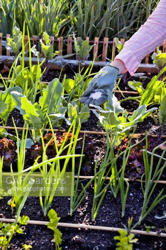 Ajout de nitrate de calcium au chou-rave dans un parterre de fleurs mixtes pour une meilleure croissance et pour prévenir les maladies.