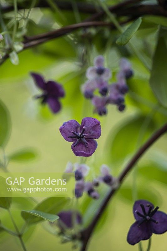 La fleur pourpre d'akebia en gros plan avec quelques détails de feuillage.